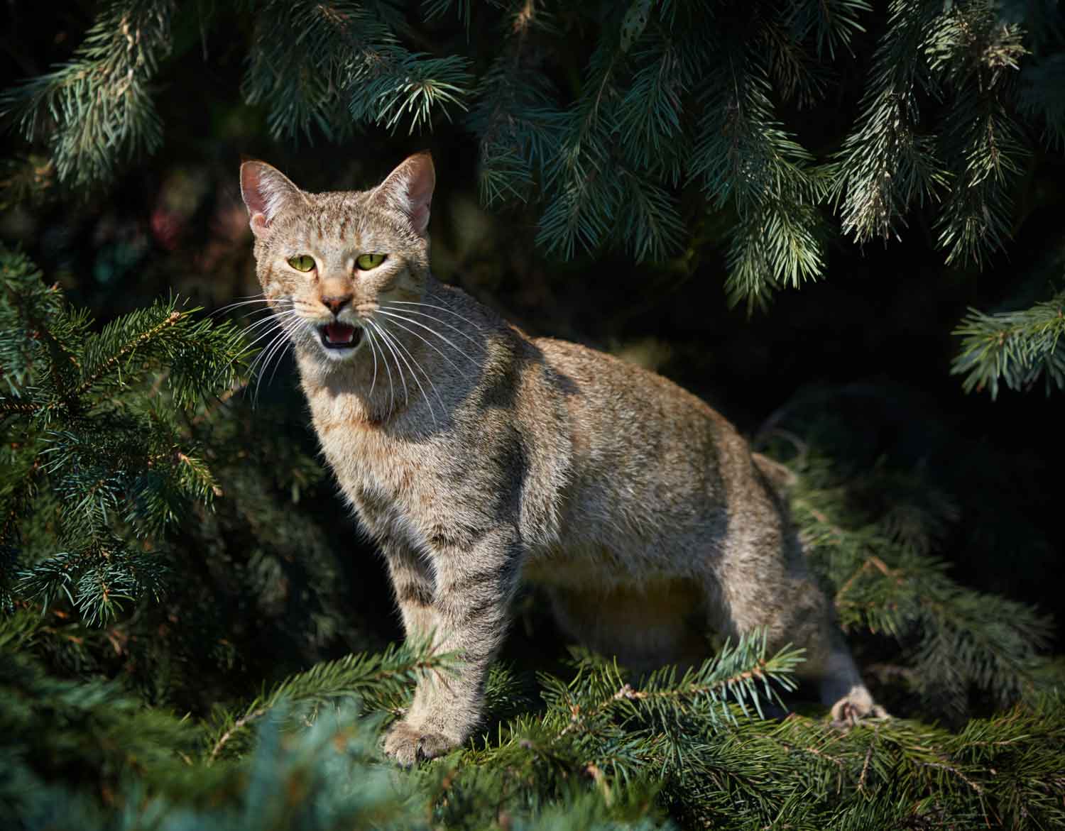 Голова и мордочка породы кошек Пиксибоб