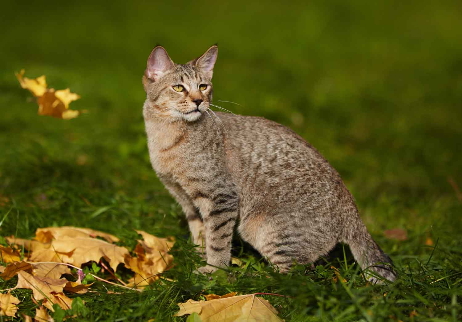 Стандарт породы кошек Пиксибоб