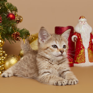 Доступные котята 