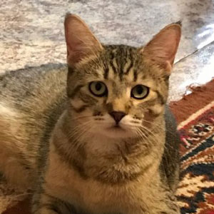 Питомник пиксибоб котенок PixieHouse Aya(Ая)