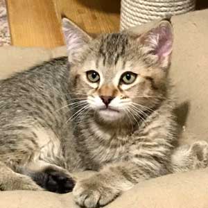 Питомник пиксибоб котенок PixieHouse Cuba(Кубик)