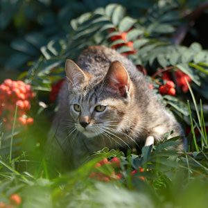 Питомник пиксибоб котенок MagicalWoods Dexter(Декстер)