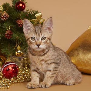 Питомник пиксибоб котенок PixieHouse Dobrynya(Добрыня)