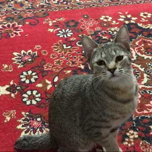 Питомник пиксибоб котенок PixieHouse Emma(Эмма)