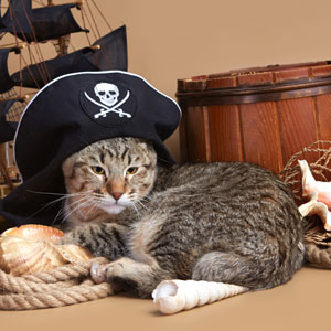Питомник пиксибоб котенок PixieHouse JackSparrov(ДжекВоробей)
