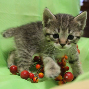 Питомник пиксибоб котенок PixieHouse Judy(Джуди)