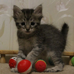 Питомник пиксибоб котенок PixieHouse Kimberly(Кимберли)