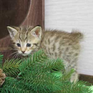 Питомник пиксибоб котенок PixieHouse Krutoy (Крутой)