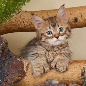 Питомник пиксибоб котенок PixieHouse Xenia(Ксения)