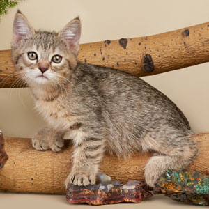 Питомник пиксибоб котенок PixieHouse Helena(Елена)
