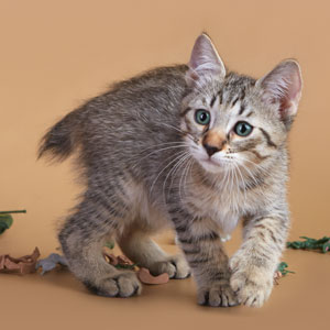 Питомник пиксибоб котенок PixieHouse Marshal Zhukov(Маршал Жуков)