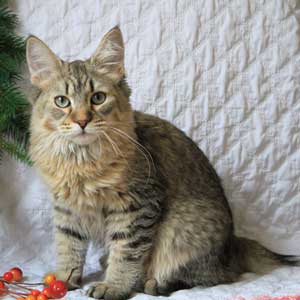Питомник пиксибоб котенок PixieHouse Night Fairy(Ночная фея)