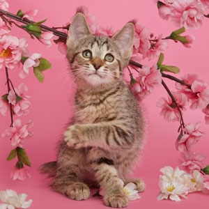 Питомник пиксибоб котенок PixieHouse Niki(Ники)