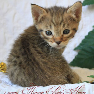 Питомник пиксибоб котенок PixieHouse Peter(Питер)