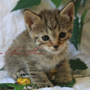 Питомник пиксибоб котенок PixieHouse Pauline(Полина)