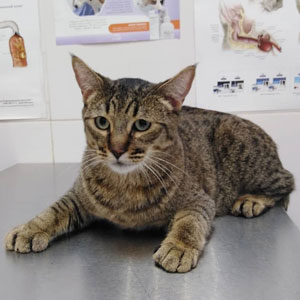 Питомник пиксибоб котенок PixieHouse Potap(Потап)