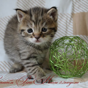 Питомник пиксибоб котенок PixieHouse Sanabel(Санабель)