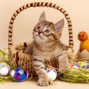 Питомник пиксибоб котенок PixieHouse Lucky(Счастливчик)