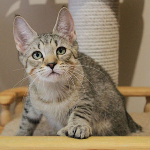 Питомник пиксибоб котенок PixieHouse Taiga(Тайга)