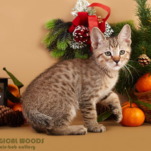 Питомник пиксибоб котенок MagicalWoods Tobby(Тобби)