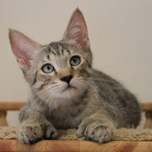 Питомник пиксибоб котенок PixieHouse Tungus(Тунгус)