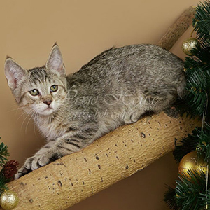 Питомник пиксибоб котенок PixieHouse Ulyana(Ульяна)