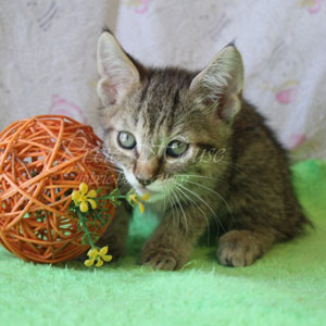 Питомник пиксибоб котенок PixieHouse Ustin(Устин)