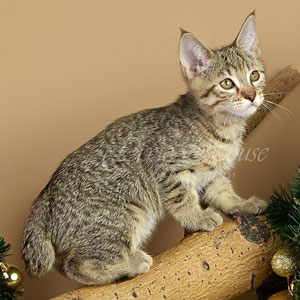 Питомник пиксибоб котенок PixieHouse Utes(Утёс)