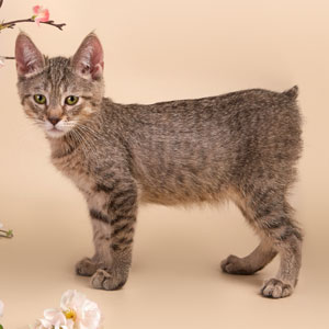 Питомник пиксибоб котенок PixieHouse Vatrushka(Ватрушка)