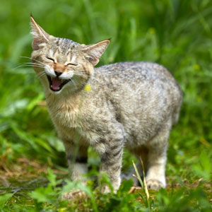 Питомник пиксибоб котенок PixieHouse Xena(Зена)
