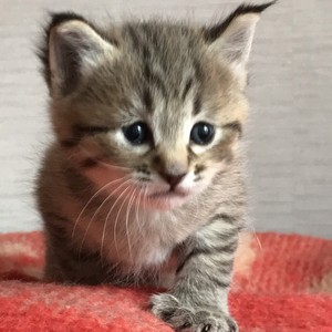 Питомник пиксибоб котенок PixieHouse Bentley (Бэнтли)