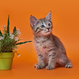 Питомник пиксибоб котенок PixieHouse Businka (Бусинка)