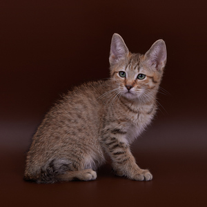 Питомник пиксибоб котенок PixieHouse Curcuma (Куркума)