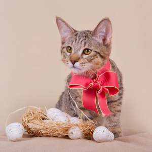 Питомник пиксибоб котенок PixieHouse Gek (Гек)