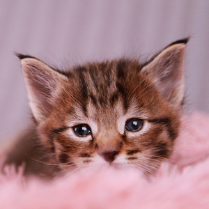 Питомник пиксибоб котенок PixieHouse Gudvin (Гудвин)