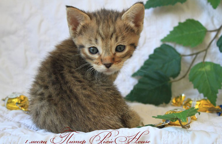 Котенок пиксибоб PixieHouse Peter(Питер)