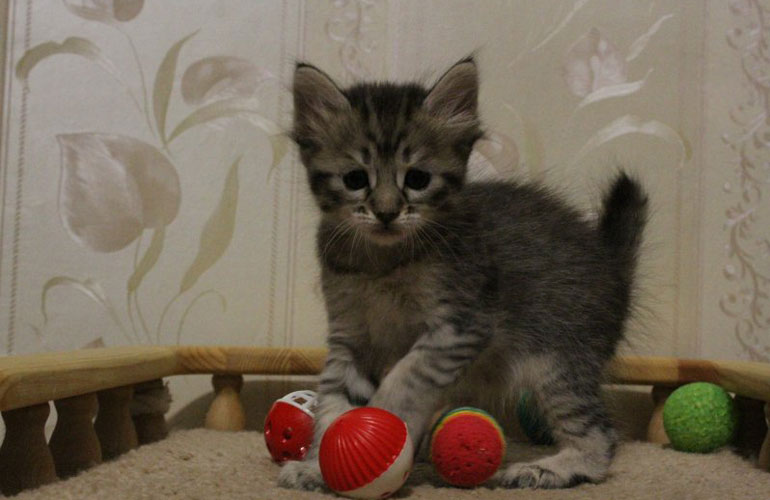 Котенок пиксибоб PixieHouse Kimberly(Кимберли)