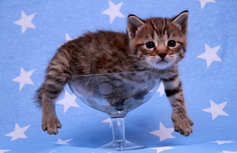 Котенок пиксибоб PixieHouse Samuel (Самуэль)