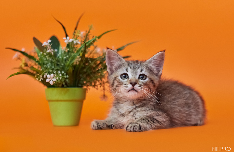 Котенок пиксибоб PixieHouse Businka (Бусинка)