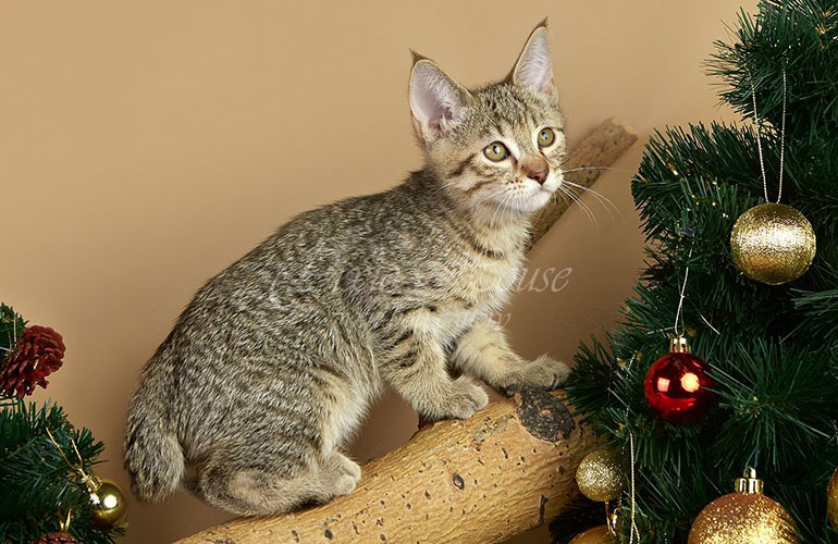 Котенок пиксибоб PixieHouse Utes(Утёс)