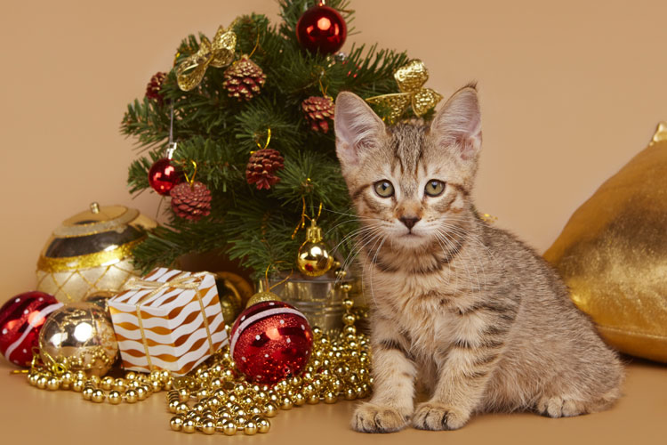 Котенок пиксибоб PixieHouse Dobrynya(Добрыня)