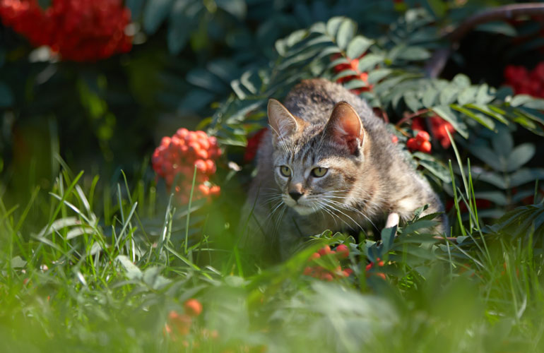 Котенок пиксибоб MagicalWoods Dexter(Декстер)