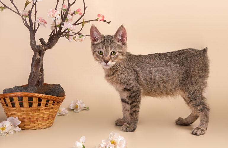 Котенок пиксибоб PixieHouse Vatrushka(Ватрушка)