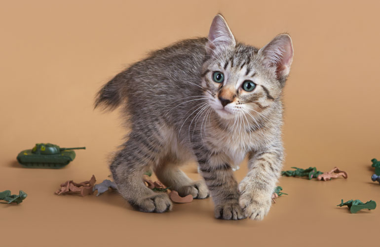 Котенок пиксибоб PixieHouse Marshal Zhukov(Маршал Жуков)