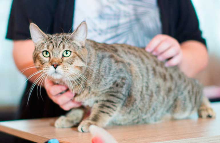 Котенок пиксибоб PixieHouse Richard LionHeart(Ричард Львиное сердце)