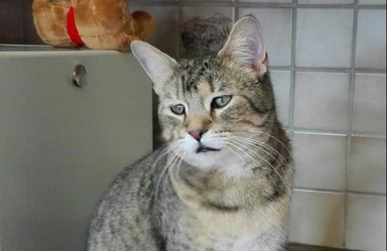 Котенок пиксибоб PixieHouse Tiksi(Тикси)