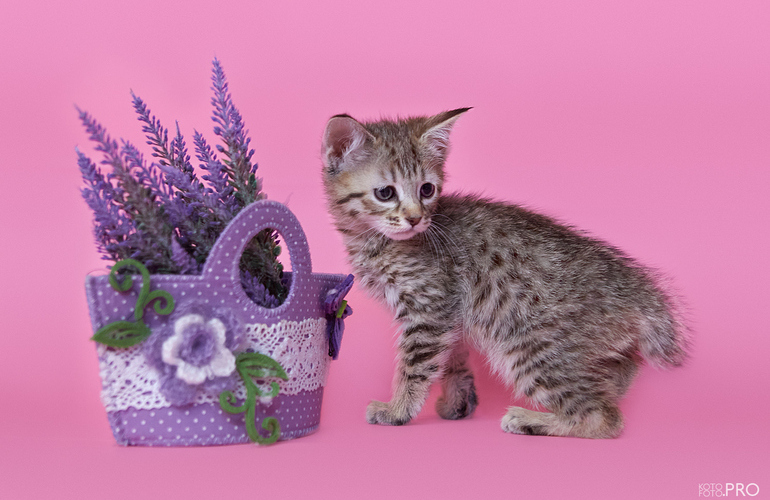 Котенок пиксибоб PixieHouse Тilda (Тильда)