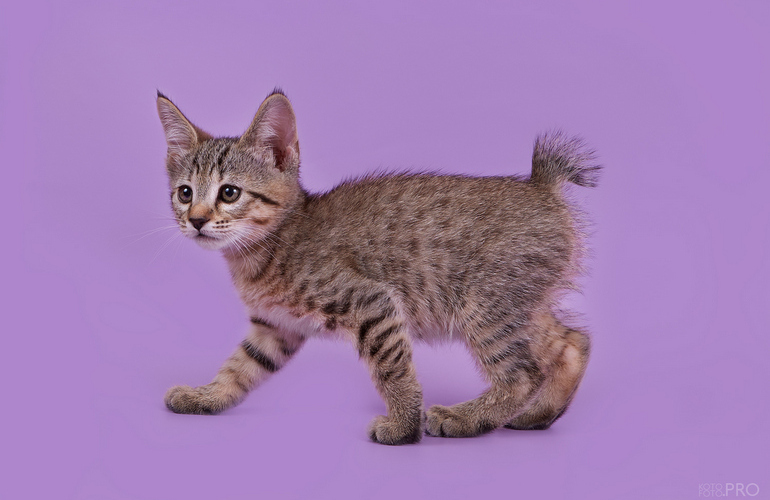 Котенок пиксибоб PixieHouse Kitty (Кити)