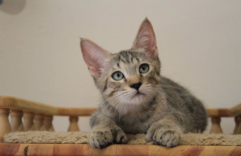 Котенок пиксибоб PixieHouse Tungus(Тунгус)