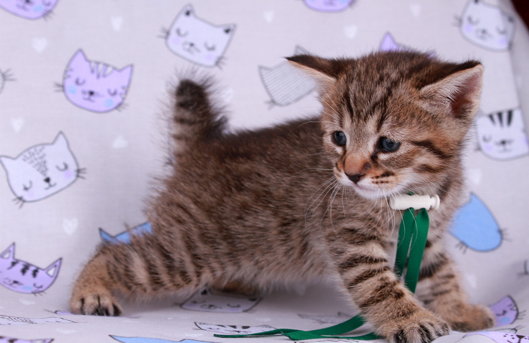 Котенок пиксибоб PixieHouse Leon (Леон)